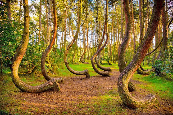 C:\Users\Esy\Desktop\Poland\poland-top-attractions-crooked-forest.jpg