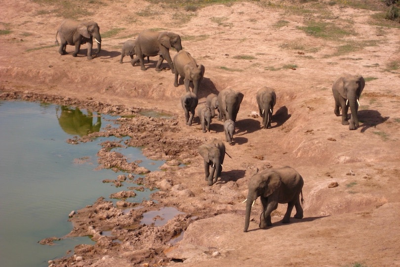 C:\Users\Esy\Desktop\SA picture collection\addo_elephant_national_park (1).jpg