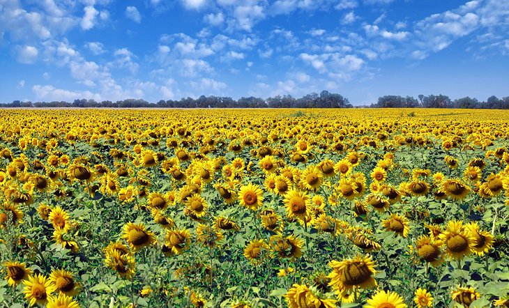 C:\Users\Esy\Desktop\Ukraine\ukraine-top-attractions-visit-sunflower-field.jpg