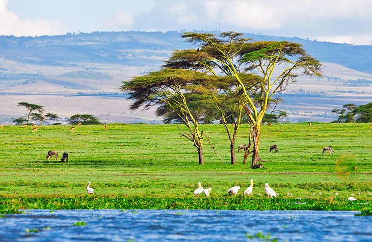 C:\Users\Esy\Desktop\kenya pix\kenya-lake-naivasha.jpg