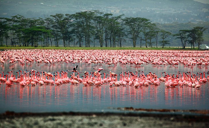 C:\Users\Esy\Desktop\kenya pix\kenya-lake-nakuru-national-park.jpg