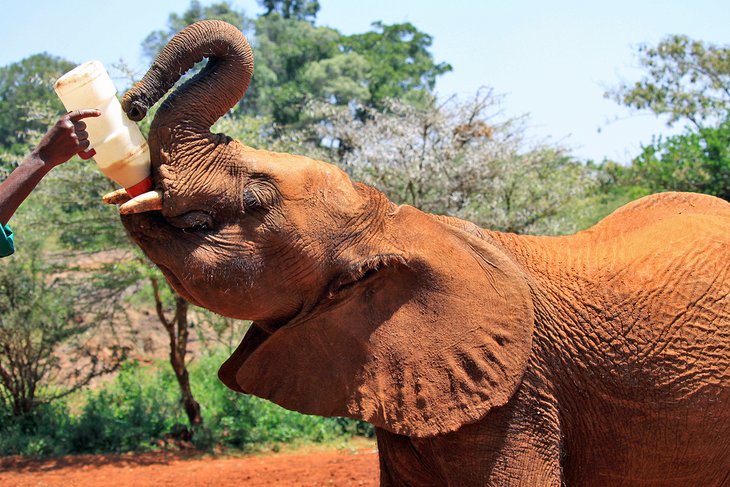 C:\Users\Esy\Desktop\kenya pix\kenya-top-attractions-david-sheldrick-wildlife-trust-elephant-nursery (1).jpg