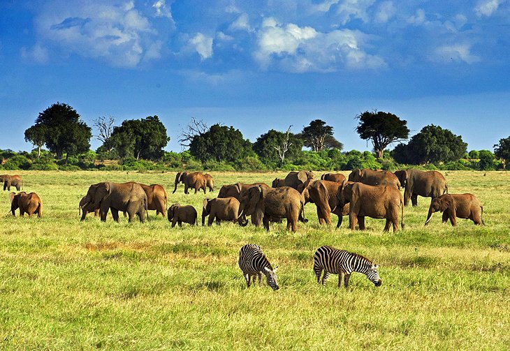 C:\Users\Esy\Desktop\kenya pix\kenya-tsavo-national-park.jpg