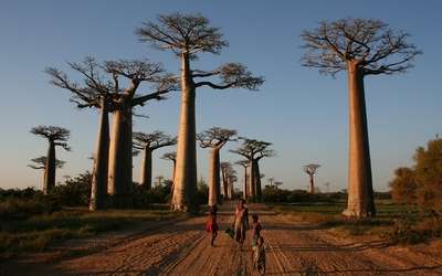 C:\Users\Esy\Desktop\Madagascar\Avenue_of_the_Baobabs - Copy.jpg