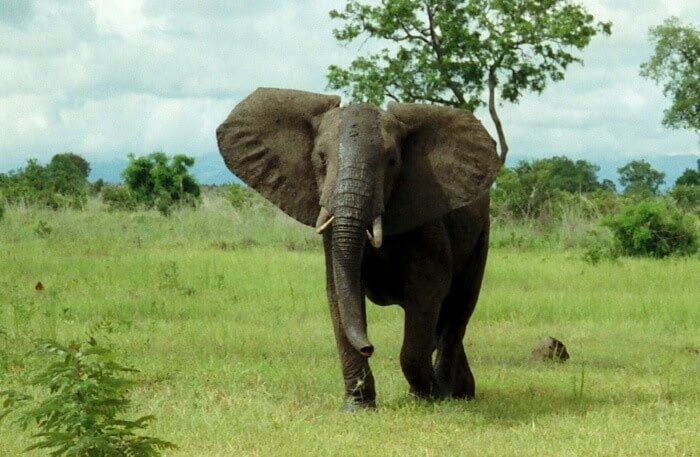 C:\Users\Esy\Desktop\Mozambique\Maputo-Elephant-Reserve.jpg