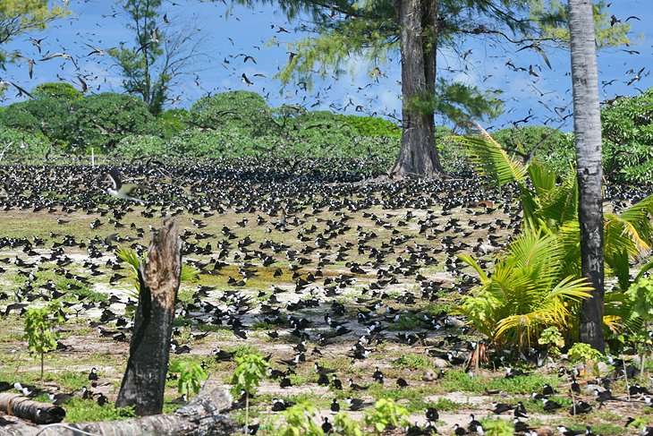 C:\Users\Esy\Desktop\Seychelles\seychelles-bird-island.jpg