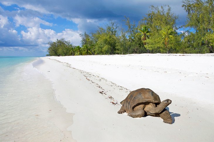 C:\Users\Esy\Desktop\Seychelles\seychelles-top-attractions-aldabra-atoll.jpg