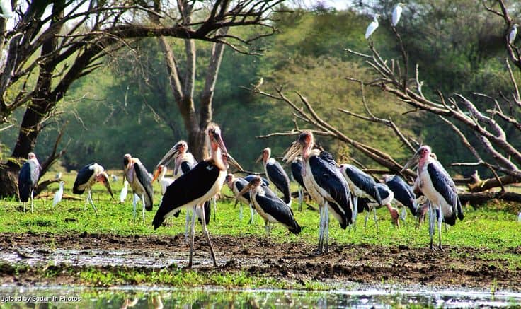 C:\Users\Esy\Desktop\Sudan\Dinder-National-Park.jpg