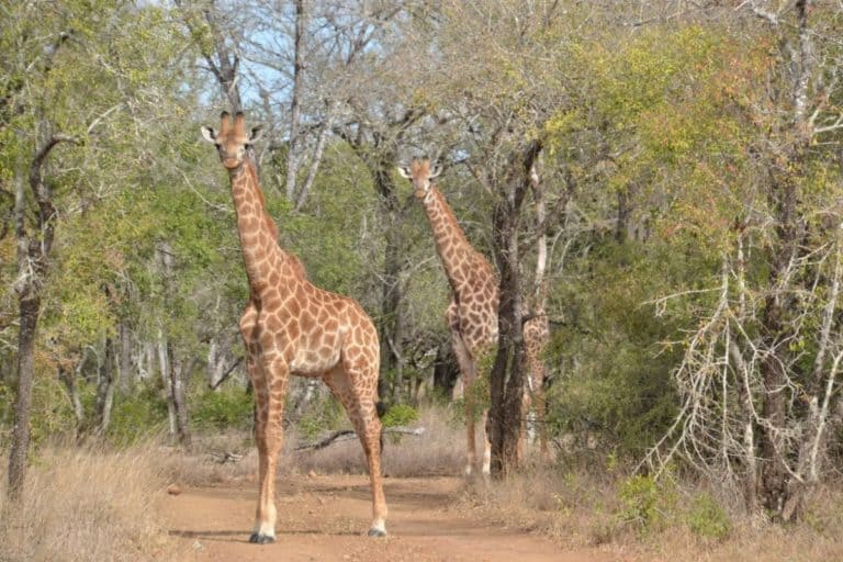 C:\Users\Esy\Desktop\Swazi\Mbuluzi-Game-Reserve-768x512.jpg