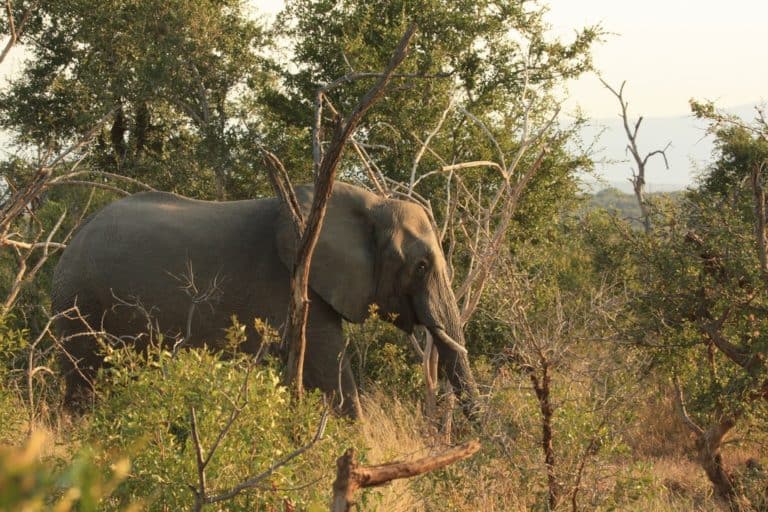 C:\Users\Esy\Desktop\Swazi\Mkhaya-Game-Reserve-768x512.jpg